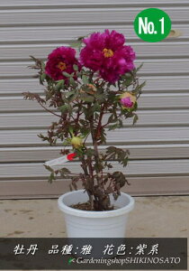 生花 牡丹の人気商品 通販 価格比較 価格 Com