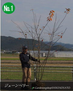植木 盆栽 ジューンベリー ラマルキーの人気商品 通販 価格比較 価格 Com 植木 盆栽 ジューンベリー ラマルキーの人気商品 通販 価格比較 価格 Com