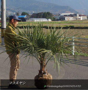 観葉植物 ココスヤシの人気商品 通販 価格比較 価格 Com