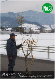 楽天市場 ロウバイ 鉢植えの通販 楽天市場 ロウバイ 鉢植えの通販