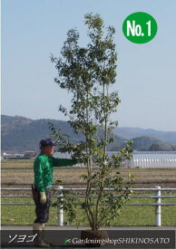 楽天市場 ソヨゴ 鉢植えの通販