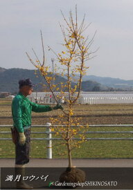 楽天市場 花 蝋梅の通販 楽天市場 花 蝋梅の通販