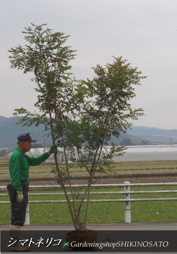セール 現品 常緑樹 送料無料 最大68％オフ シマトネリコ 2021.1月撮影 樹高：2.6m内外