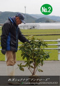 楽天市場 西洋 シャクナゲ 品種の通販
