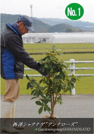 楽天市場 西洋 シャクナゲ 品種の通販