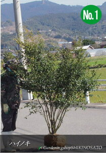 ハイノキ 盆栽 植木の人気商品 通販 価格比較 価格 Com