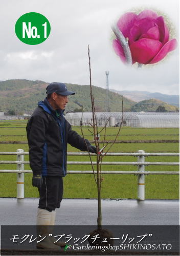 3本限定 日本最級 落葉樹 新品種 モクレン 木蓮 