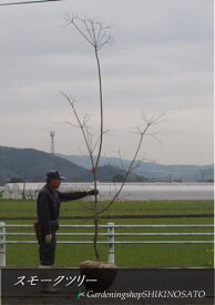 楽天市場 スモークツリー 植木 ガーデニング 農業 花 ガーデン Diyの通販
