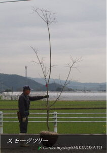 植木 盆栽 スモークツリーの人気商品 通販 価格比較 価格 Com 植木 盆栽 スモークツリーの人気商品 通販 価格比較 価格 Com