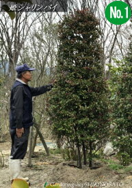 楽天市場 庭木 目隠し 2mの通販