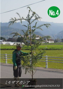 植木 盆栽 ミモザの人気商品 通販 価格比較 価格 Com 植木 盆栽 ミモザの人気商品 通販 価格比較 価格 Com