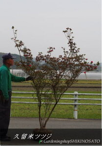 植木 盆栽 常緑樹 つつじの人気商品 通販 価格比較 価格 Com