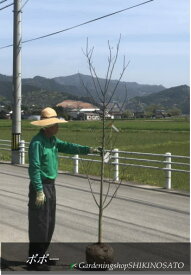 楽天市場 ポポー の 木の通販