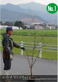 楽天市場 エゴノキ ピンクチャイムの通販