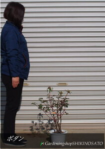 牡丹 盆栽 植木の人気商品 通販 価格比較 価格 Com