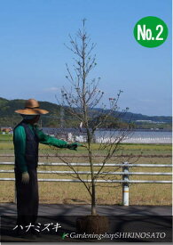 楽天市場 ハナミズキ 庭木の通販