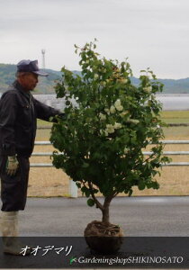 植木 盆栽 オオデマリの人気商品 通販 価格比較 価格 Com 植木 盆栽 オオデマリの人気商品 通販 価格比較 価格 Com