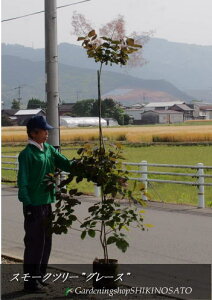 植木 盆栽 スモークツリー Diy 工具の人気商品 通販 価格比較 価格 Com 植木 盆栽 スモークツリー Diy 工具の人気商品 通販 価格比較 価格 Com
