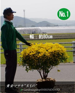 植木 盆栽 マサキの人気商品 通販 価格比較 価格 Com