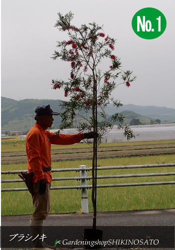 2本限定 86％以上節約 常緑樹 割引 金宝樹 2021.5月撮影 樹高：2.3m内外 ブラシノキ