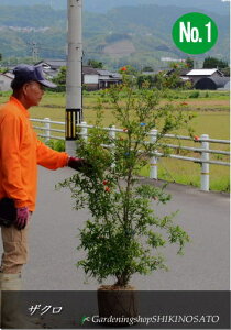 植木 盆栽 ザクロの人気商品 通販 価格比較 価格 Com 植木 盆栽 ザクロの人気商品 通販 価格比較 価格 Com
