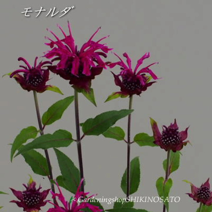 楽天市場 オータムセールモナルダ タイマツソウ ベルガモット 樹高 0 6m内外 ガーデニングショップ四季の里