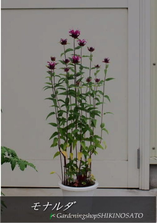 楽天市場 オータムセールモナルダ タイマツソウ ベルガモット 樹高 0 6m内外 ガーデニングショップ四季の里