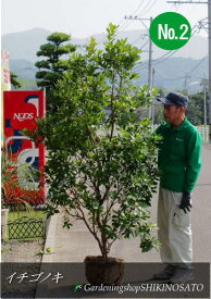 楽天市場 常緑樹 庭木 ヤマモモの通販 楽天市場 常緑樹 庭木 ヤマモモの通販