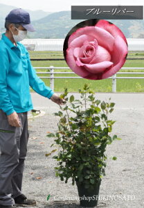 青 バラ 苗 生花の人気商品 通販 価格比較 価格 Com 青 バラ 苗 生花の人気商品 通販 価格比較 価格 Com