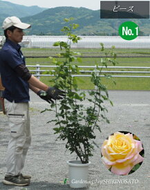 バラ大苗バラ苗/つるピース/Peace 8号鉢・全体の高さ・1.6m内外2025.5月撮影