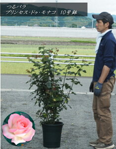 cKNc/o@vZXEhDEiR:Princesse de MonacoNo1@F1.5mOE102025.6Be