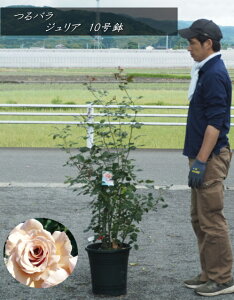 coc/KNcEWAFJuliaNo1@Ŝ̍F1.5mOE102025.5Be