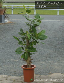 フィカス　アルテシマ（高さ：1.3m内外・8号鉢）2025.6月撮影