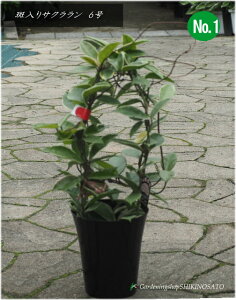 TN/TNij/zJ[TiF0.5mji6vj2025.6Be