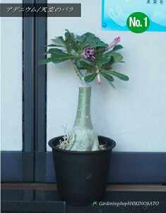 AfjE/Ṽo@diS0.5mOE5j2025.6Be