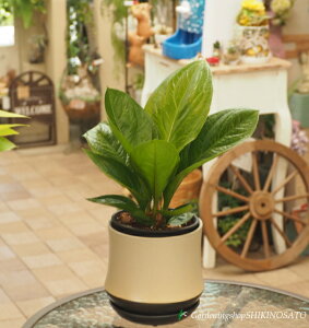 ERpNgTCYAXEEWF}j[EA2025.6Be