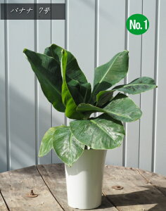 y蕨EɁz gsJ͋Coii̖/Oڃoii/oiic[7iF0.7mOj2025.8Be