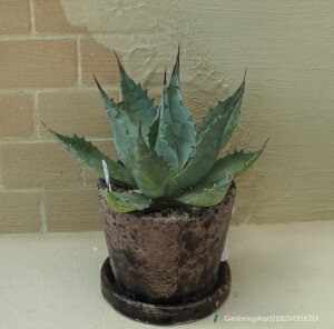 yizAKxhpTih@Ai4jiF25cmOA܂ށj2025.8Be