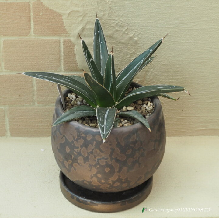 楽天市場】【現品】アガベ”笹の雪/ササノユキ” 鉢植え（受皿付 