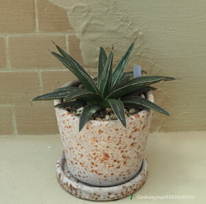 yizAKxh̐/TTmLh@A@zCgn4iMtjiF20cmOA܂ށj2025.8Be