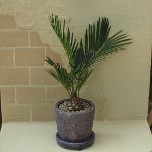 i\ec/hS@A@3ip[vj@iF25cmOA܂ށj2025.8Be