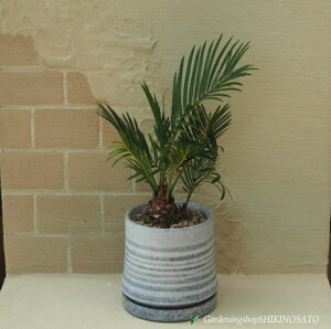 i\ec/hS@A@4iu[[O[j@iF35cmOA܂ށj2025.8Be