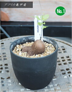 lC̃R[fbNX@AtJTb/Tb/LbREE@Ai3.5E20cmj@2025.8Be