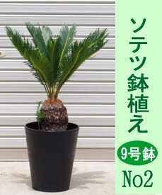 楽天市場 ソテツ 鉢 花 ガーデン Diy の通販 楽天市場 ソテツ 鉢 花 ガーデン Diy の通販