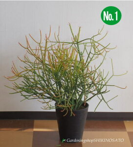 珍しい 観葉植物 農業資材 ガーデニング用品の人気商品 通販 価格比較 価格 Com 珍しい 観葉植物 農業資材 ガーデニング用品の人気商品 通販 価格比較 価格 Com