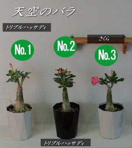 アデニウム 観葉植物の人気商品 通販 価格比較 価格 Com