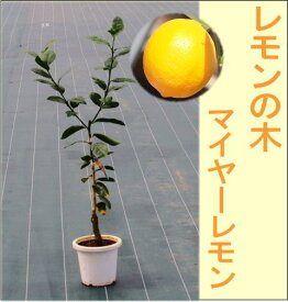 楽天市場 植木 種類 植物 レモン ガーデニング 農業 花 ガーデン Diy の通販