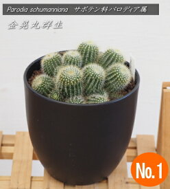 楽天市場 観葉植物 種類 植物 サボテン 高さ 植物 71 130cm 花 観葉植物 花 ガーデン Diy の通販