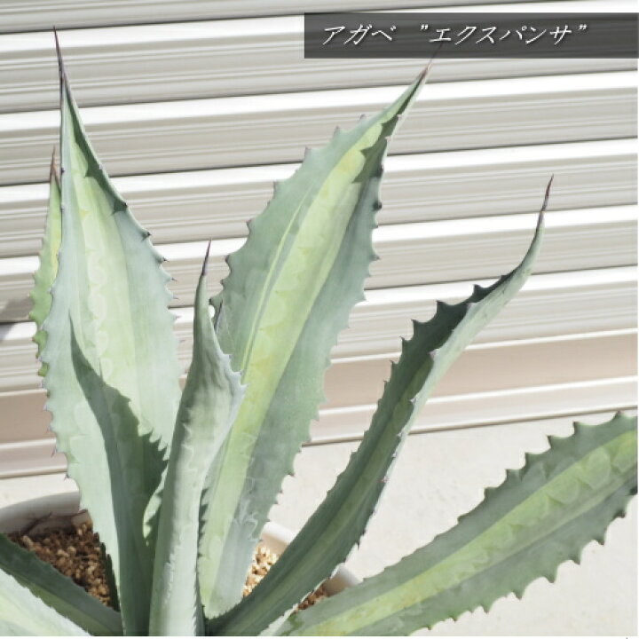 楽天市場】【現品】【大苗】アガベ”エクスパンサ” 鉢植え（高さ：0.7m 