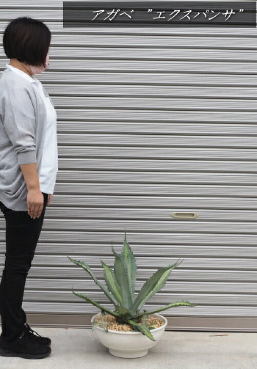 楽天市場】【現品】【大苗】アガベ”エクスパンサ” 鉢植え（高さ：0.7m 